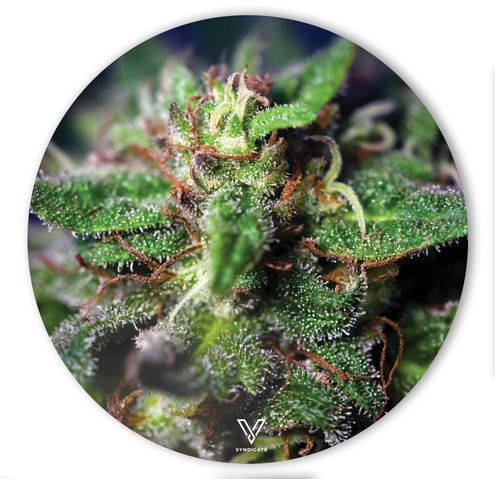 75% DISCOUNT - V Syndicate Slikks-Small Round-Blue Dream